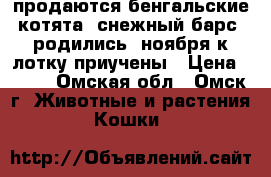 продаются бенгальские котята “снежный барс“!родились 5ноября.к лотку приучены › Цена ­ 500 - Омская обл., Омск г. Животные и растения » Кошки   